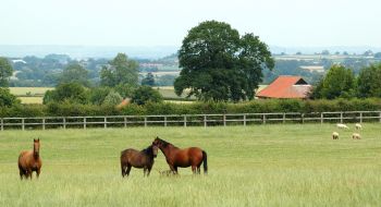 A typical Copgrove scene, July 2005, click for a larger image