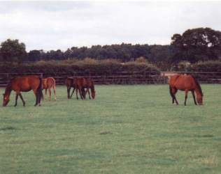 Mares & Foals at West Moor Stud. Click for a larger image.